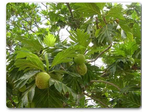  Lakshadweep State tree, Bread fruit, Artocarpus incisa